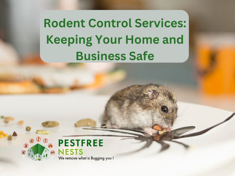 Rodent Control Services: Keeping Your Home And Business Safe