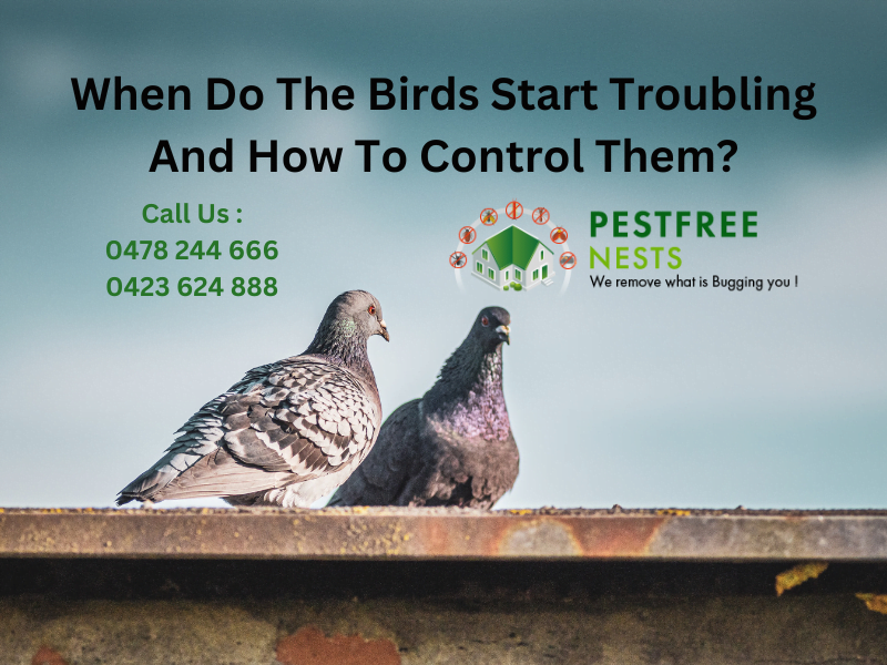 When Do The Birds Start Troubling And How To Control Them?