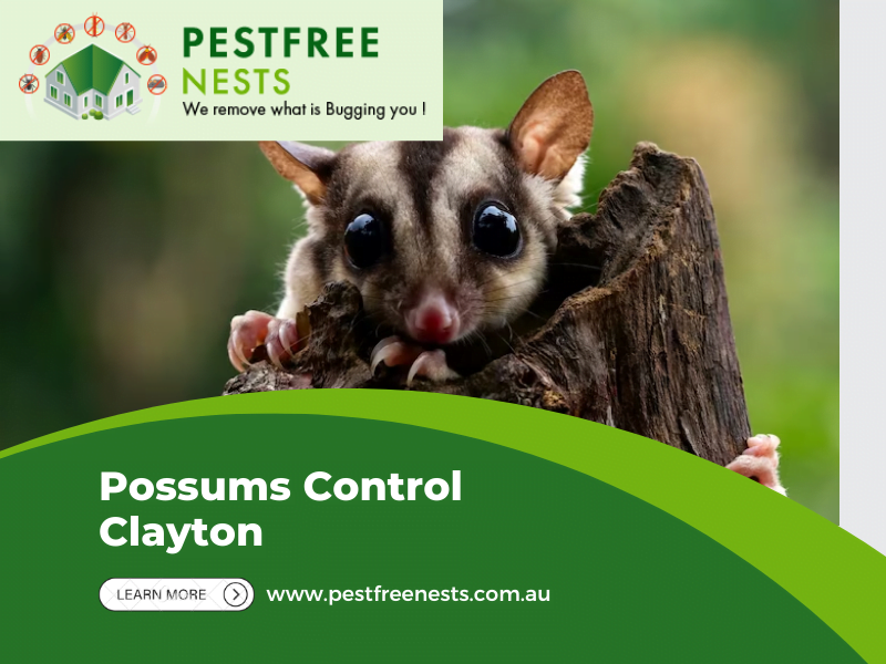 Possums Control in Clayton; Detection of Possums in House