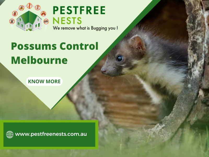 The Importance of Reliable and Efficient Possum Control Services in Australia