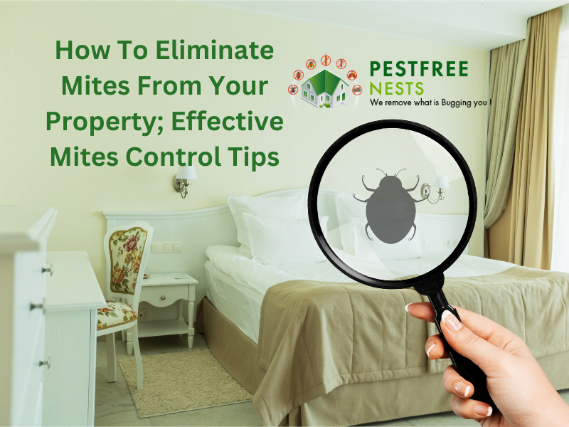 How To Eliminate Mites From Your Property