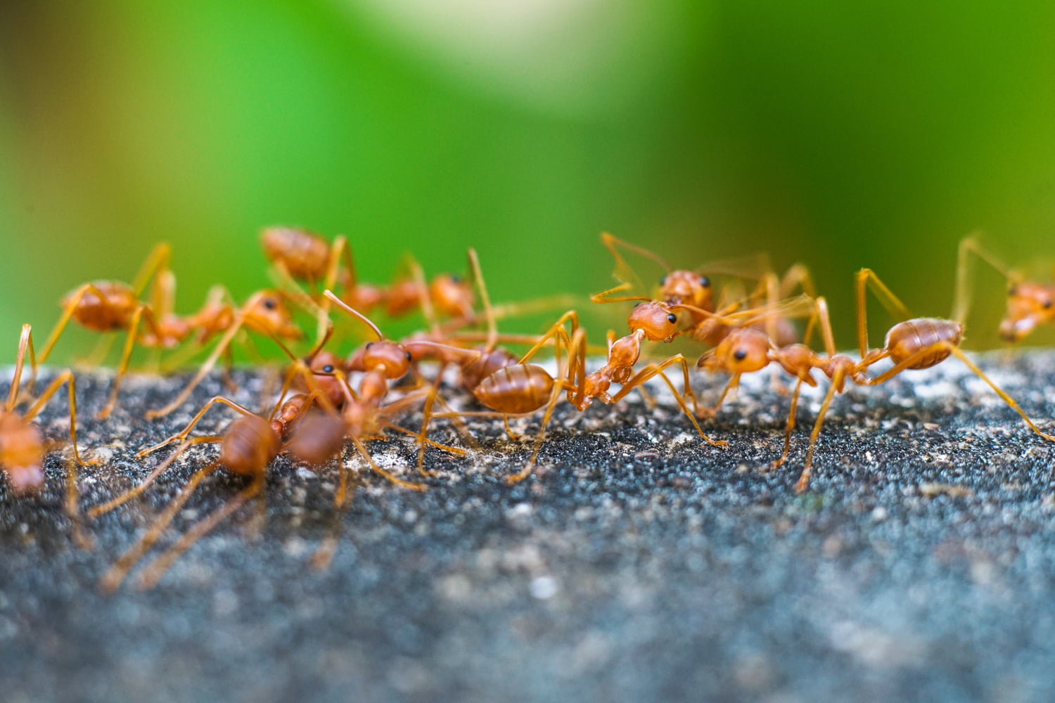 Effective Strategies to Get Rid of Ants: A Comprehensive Guide