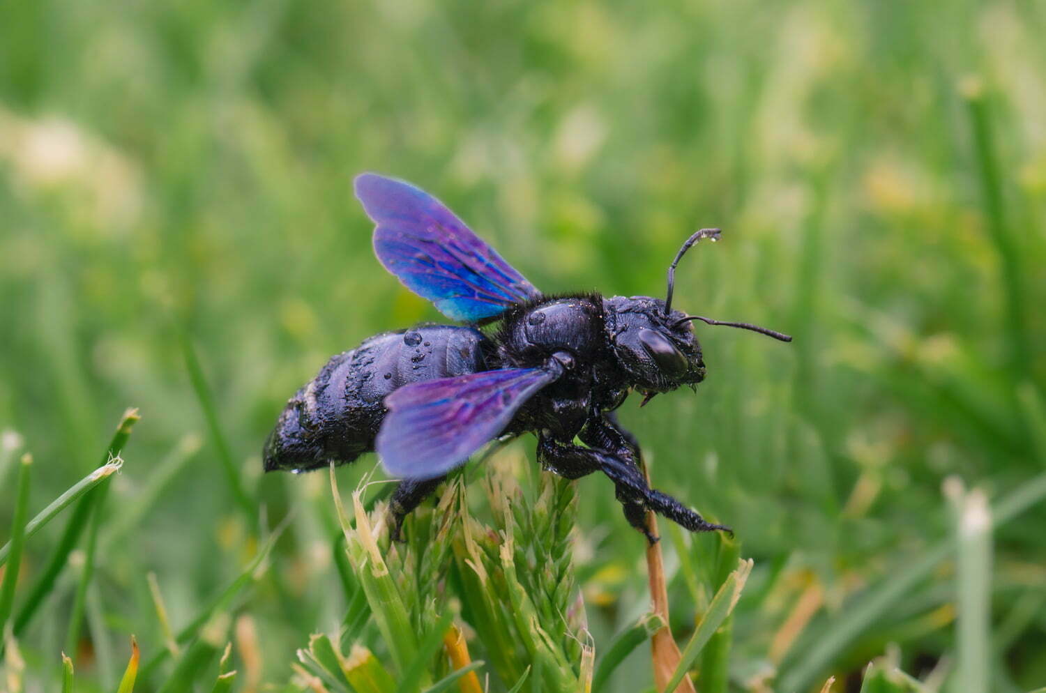 How to Get Rid of Carpenter Bees: A Comprehensive Guide