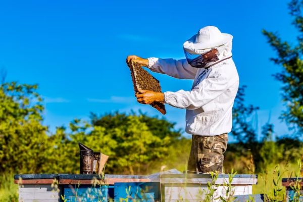 5 Signs You Need to Opt for a Professional Bees Control Service