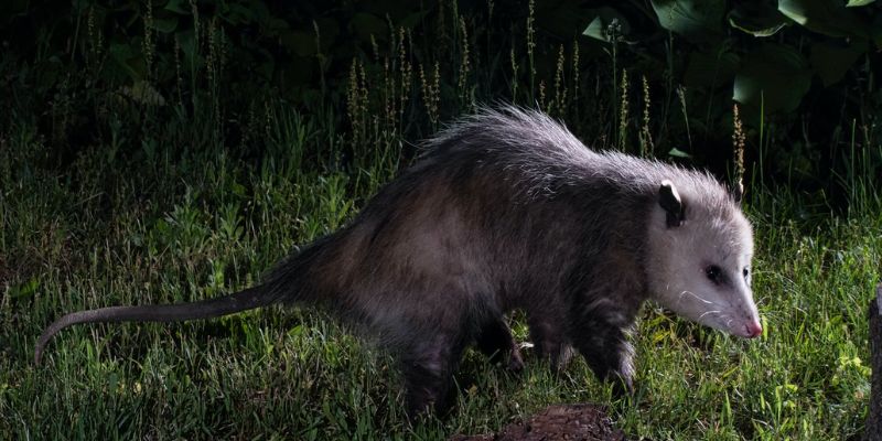 Effective Possums Control Methods to Prevent Summer Troubles