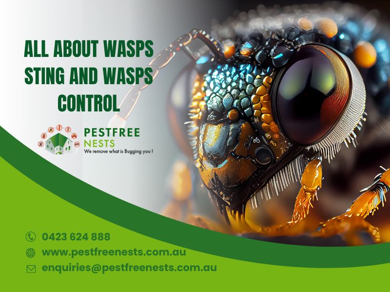 All About Wasps Sting And Wasps Control