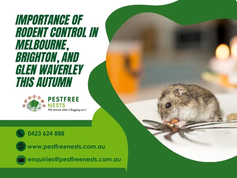 Importance of Rodent Control in Melbourne, Brighton, and Glen Waverley This Autumn