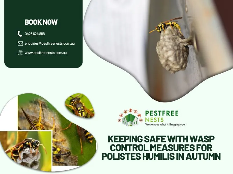 Keeping Safe With Wasp Control Measures for Polistes Humilis in Autumn