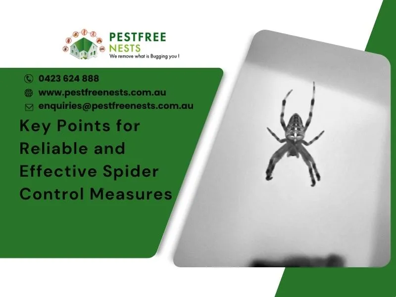 Key Points For Reliable And Effective Spider Control Measures