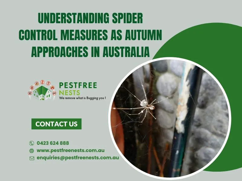 Understanding Spider Control Measures as Autumn Approaches in Australia