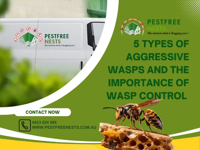 5 Types Of Aggressive Wasps And The Importance of Wasp Control