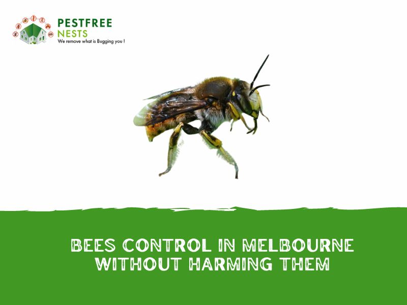 Bees Control in Melbourne without Harming Them