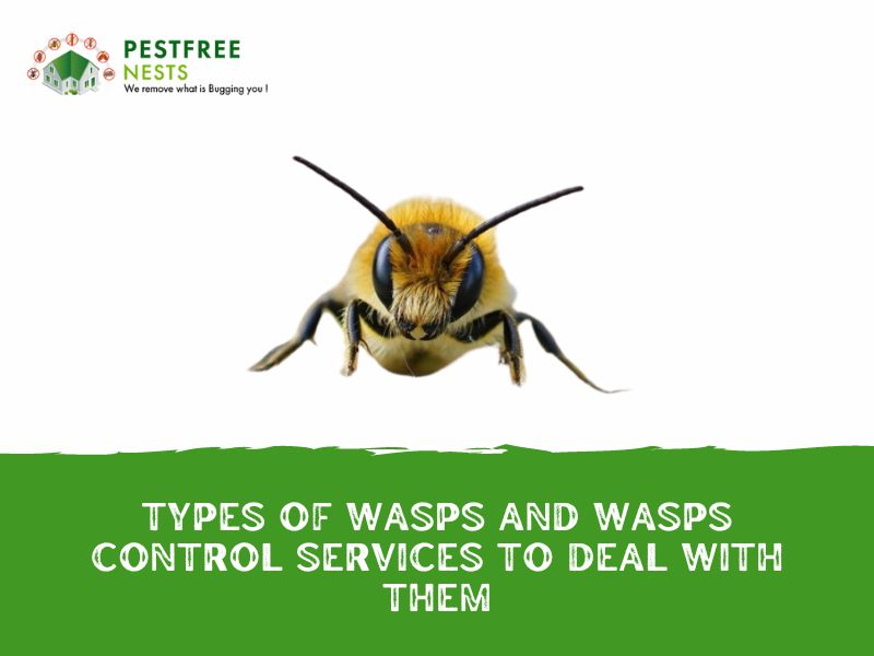 Types of Wasps and Wasps Control Services to deal WIth Them