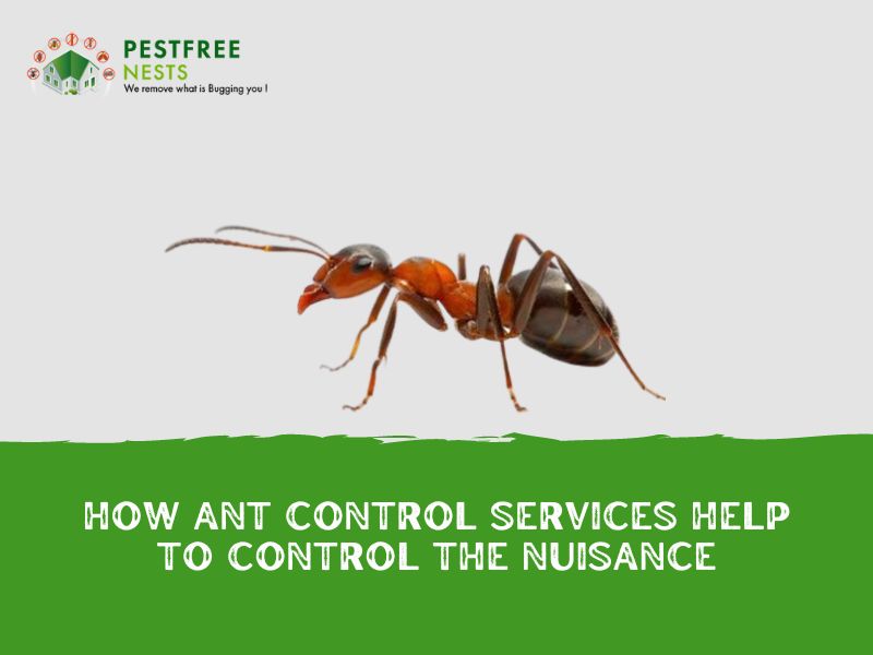 How Ant Control Services Help to Control The Nuisance