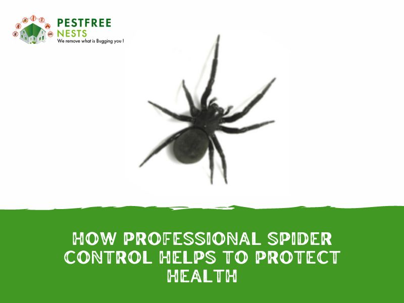 How Professional Spider Control Helps to Protect Health