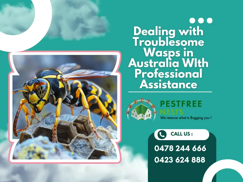 Dealing With Troublesome Wasps in Australia WIth Professional Assistance