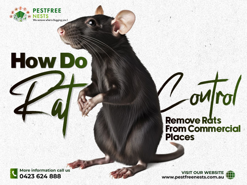 How Do Rat Control Remove Rats From Commercial Places