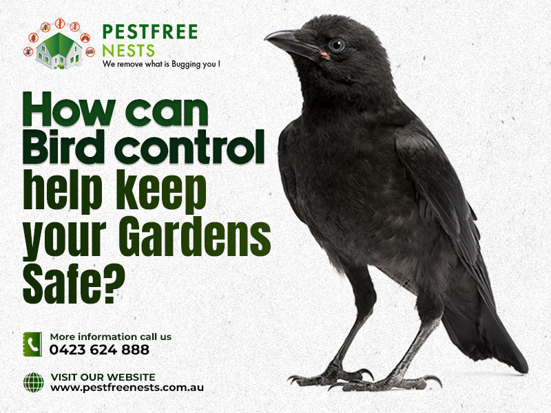 How can Bird control help keep your Gardens Safe?