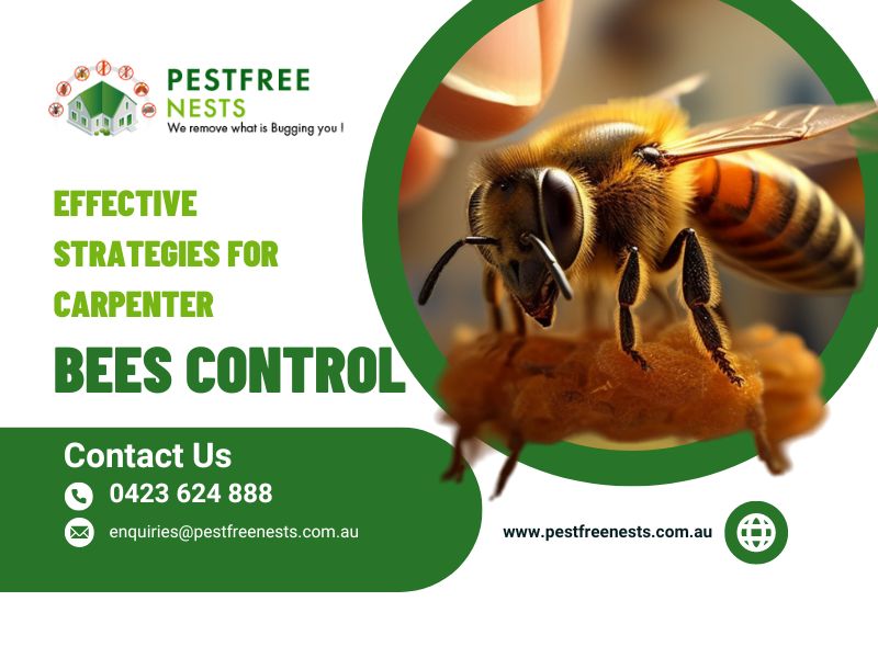 Effective Strategies For Carpenter Bees Control