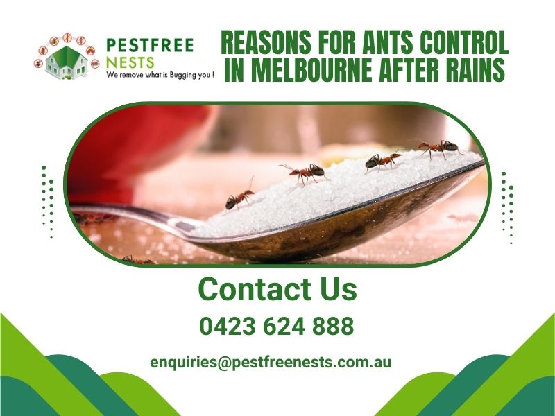 Reasons For Ants Control In Melbourne After Rains