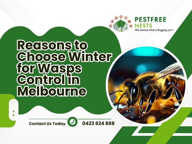 Reasons To Choose Winter For Wasps Control In Melbourne
