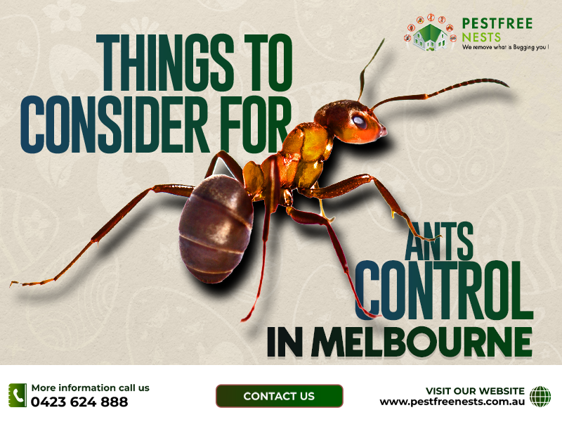 Things To Consider For Ants Control In Melbourne