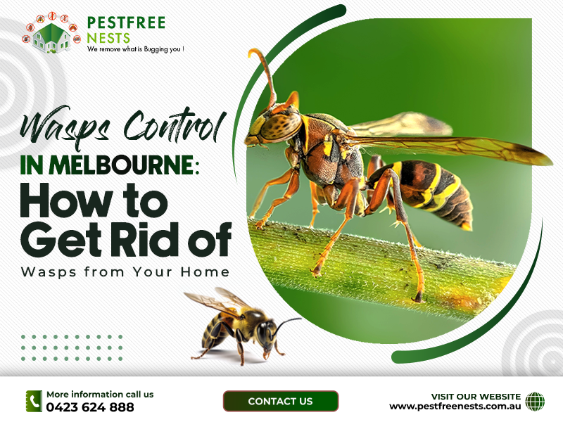 Wasps Control: How To Get Rid Of Wasps From Your Home