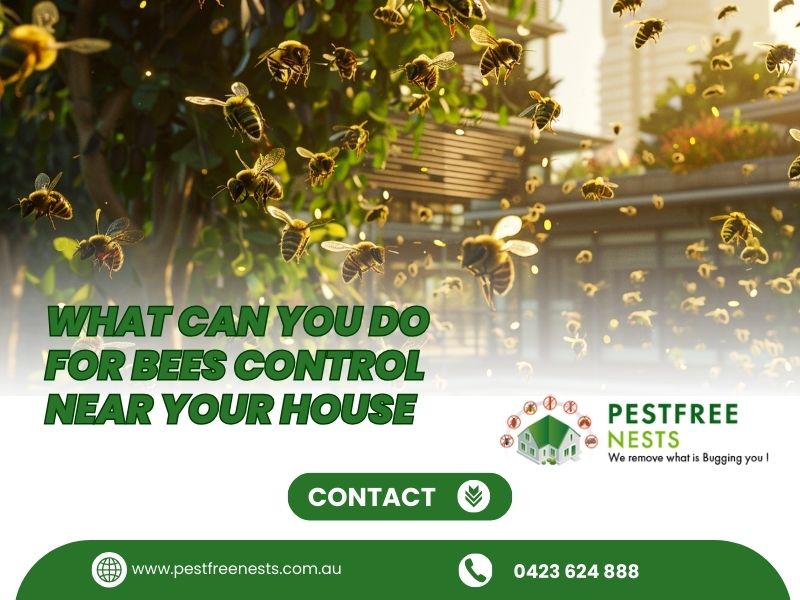 What Can You Do For Bees Control Near Your House