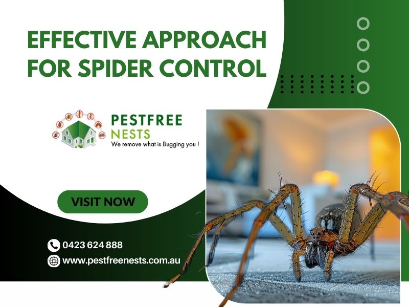 Effective Approach For Spider Control Melbourne