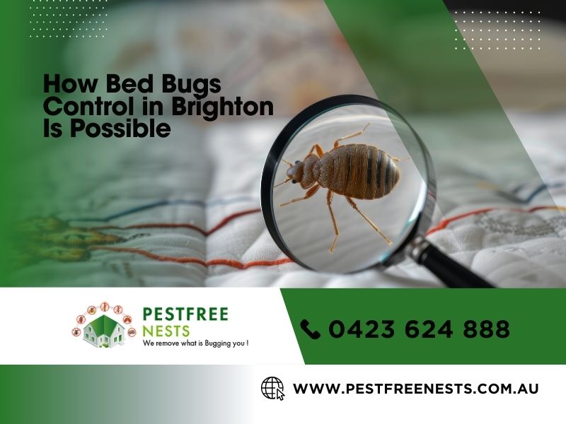 How Bed Bugs Control In Brighton Is Possible