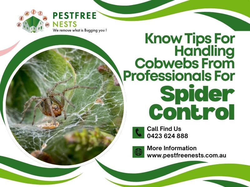 Know Tips For Handling Cobwebs From Professionals For Spider Control