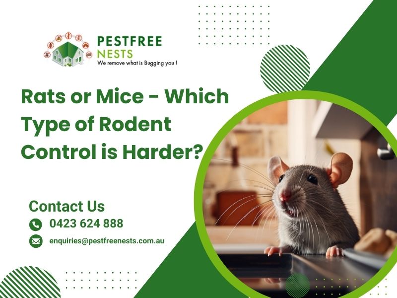 Rats Or Mice- Which Type Of Rodent Control Is Harder?