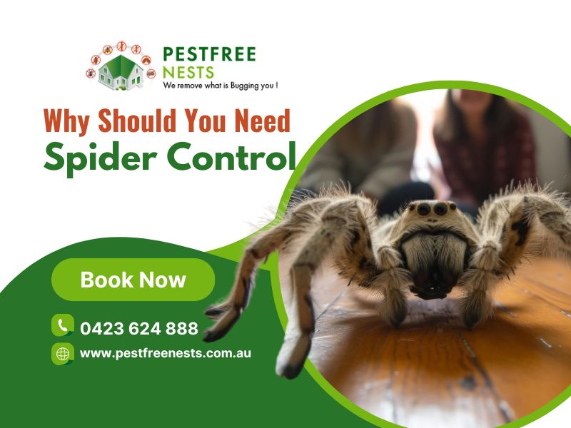 Why Should You Need Spider Control in Melbourne