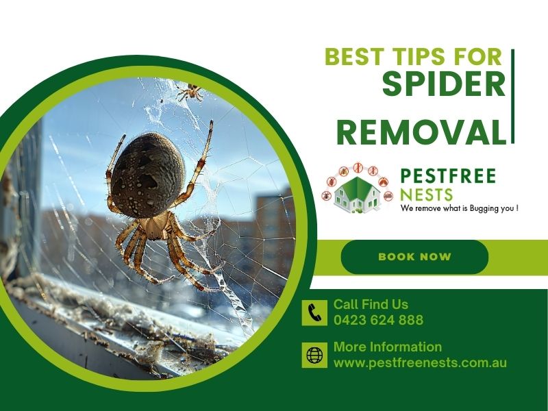 Best Tips For Spider Removal in Glen Waverley