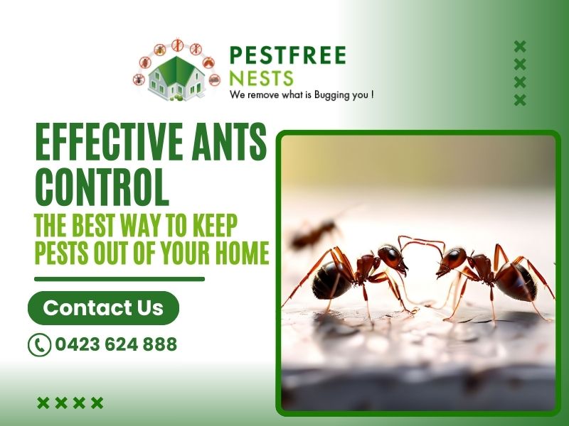 Effective Ants Control in Springvale: The Best Way to Keep Pests Out of Your Home