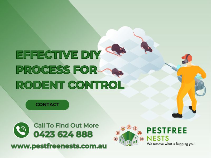 Effective DIY Process For Rodent Control Springvale