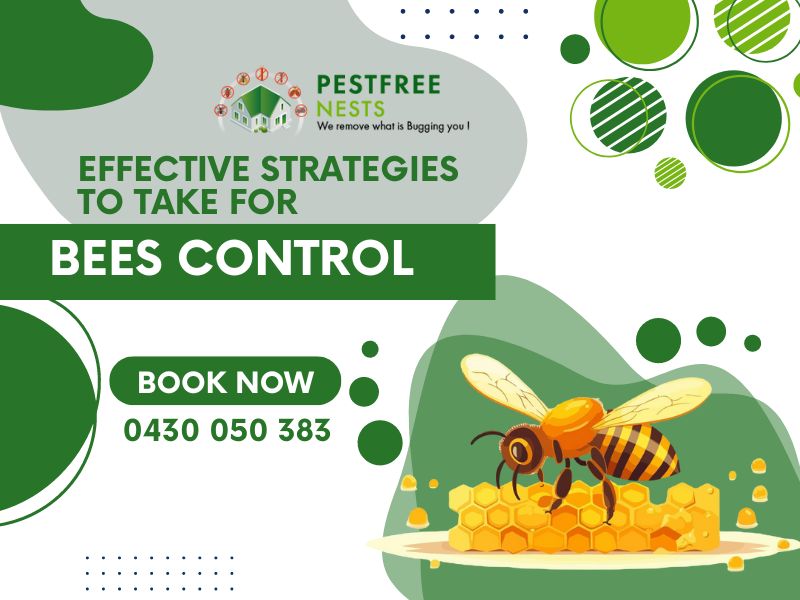 Effective Strategies To Take For Bees Control Glen Huntly