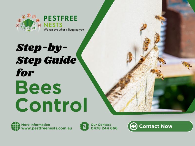 Step-by-Step Guide for Bees Control