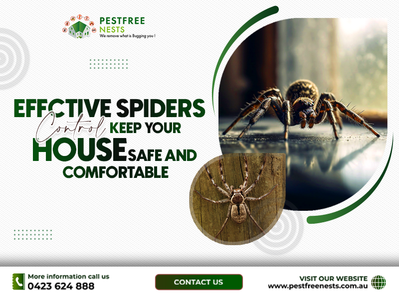 Effective Spiders Control in Springvale – Keep Your House Safe and Comfortable