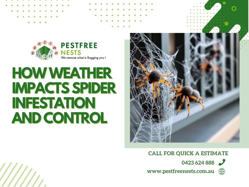 How Weather Impacts Spider Infestation And Control In Bentleigh