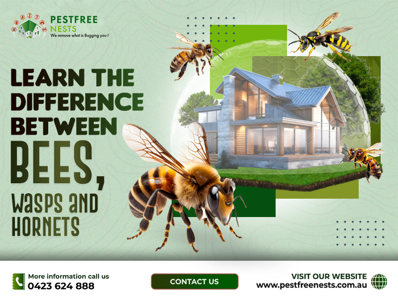 Learn The Difference Between Bees, Wasps and Hornets