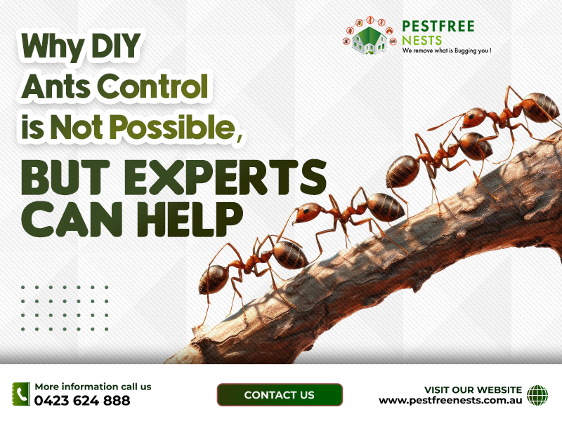 Why DIY Ants Control is Not Possible, But Experts Can Help